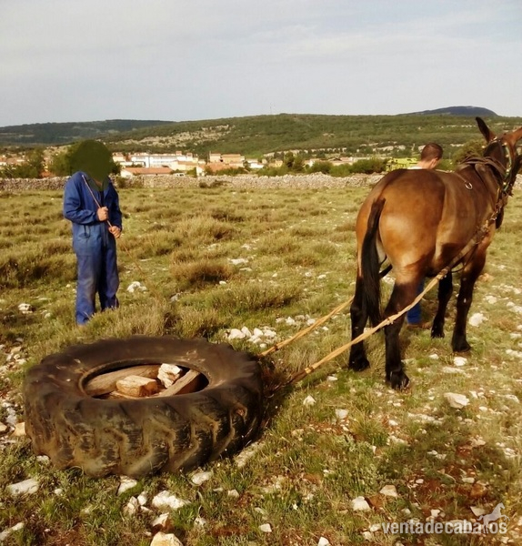 Burros Mulo - mulo con mucho hueso