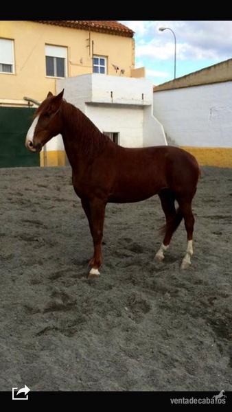 Lusitano nieto de Neptuno in 