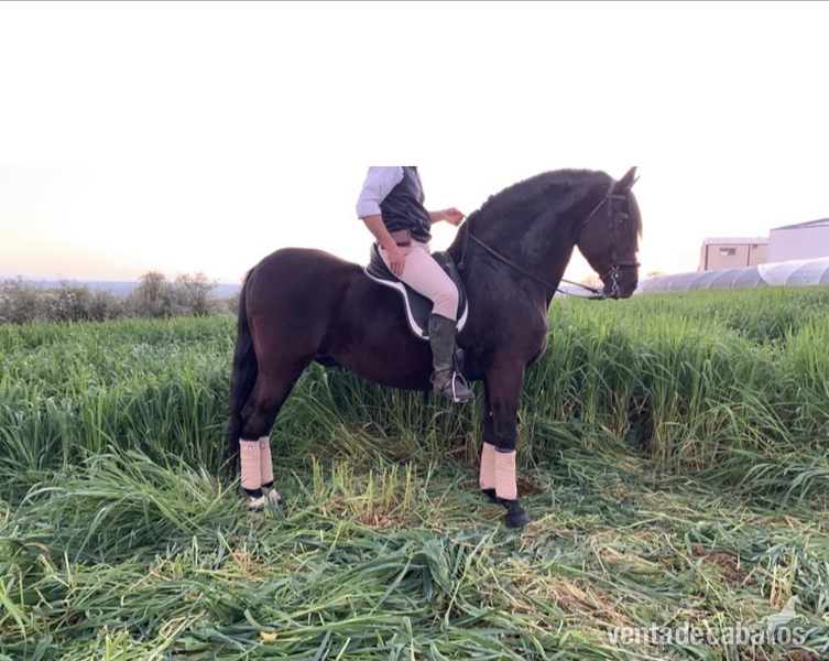 En venta caballo PRE BARROCO in 