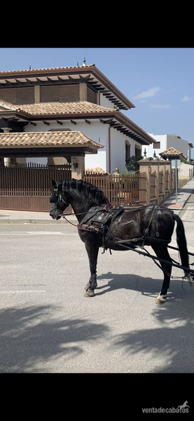 Caballos Pura Raza Española (P.R.E.) PRE - En venta caballo PRE BARROCO