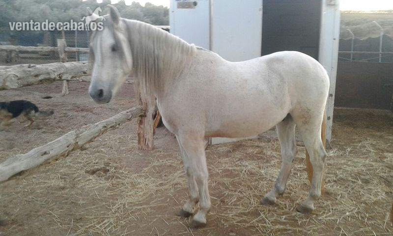 venta caballo cruzado in 