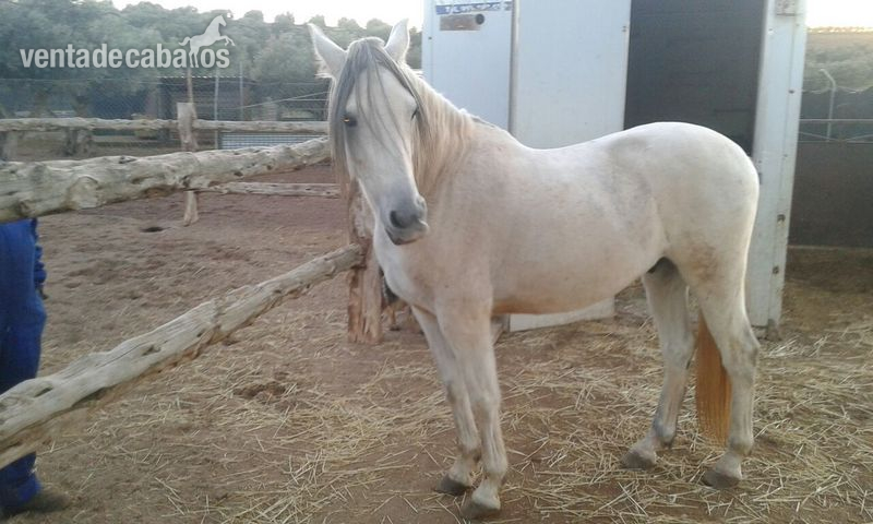 Hispano-Arabe