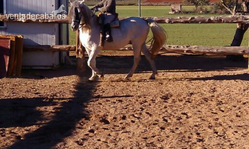 Caballo Hispano Árabe Hispano-Arabe - venta caballo cruzado