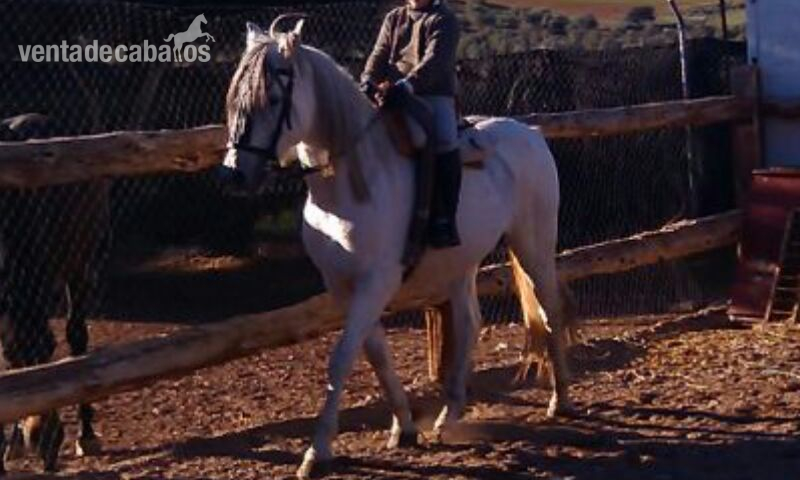 venta caballo cruzado - Caballo Hispano Árabe Hispano-Arabe
