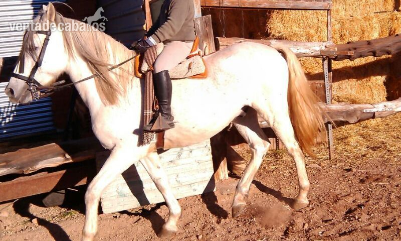 venta caballo cruzado - Hispano-Arabe