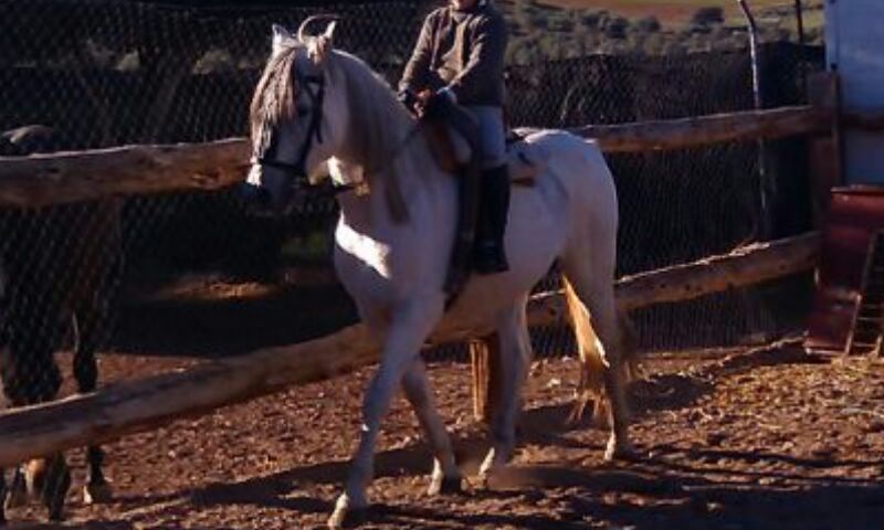 venta caballo cruzado - Caballo Hispano Árabe