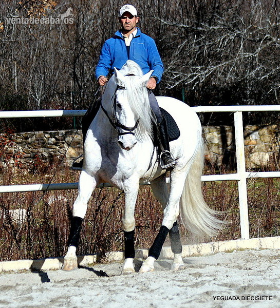 B L A N C O - Caballos Pura Raza Española (P.R.E.) in 