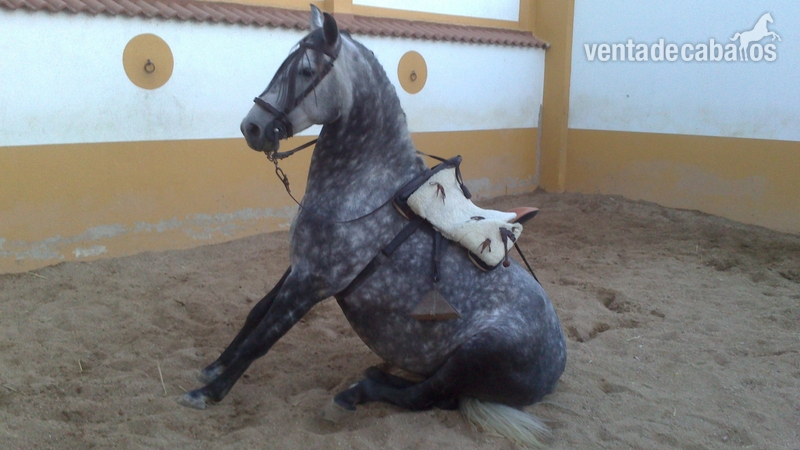 YEGUA JOVEN 8 AÑOS BIEN MONTADA PARA NIÑOS EN VALLADOLID in 
