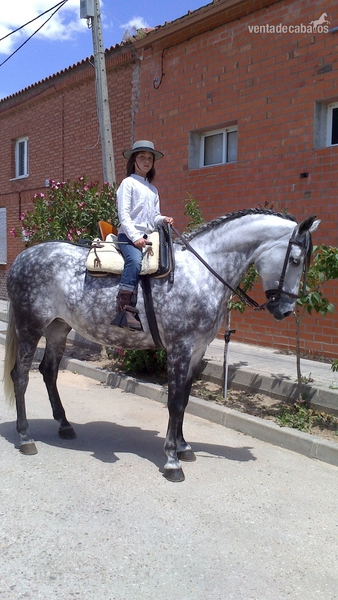 Andaluz {TYPE}