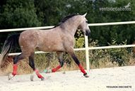 Caballos Pura Raza Española (P.R.E.) Pura Raza Española - O C H O -:- O L L E R O  I I