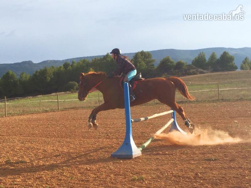 Caballo de salto, rutas y doma  in 