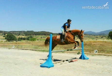 Caballos Capados Westfaliano - Caballo de salto, rutas y doma 