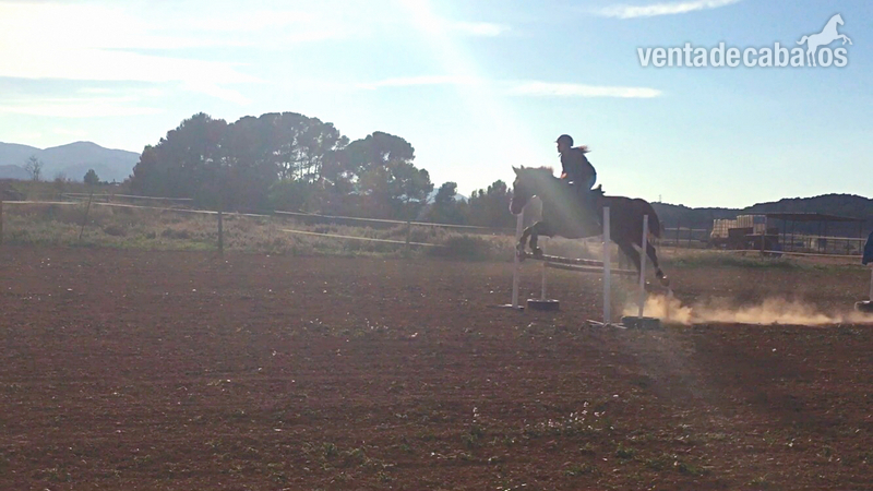 Caballo de salto, rutas y doma  - Caballos Capados Westfaliano