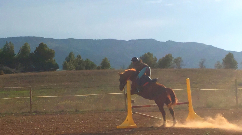 Caballo de salto, rutas y doma  - Westfaliano