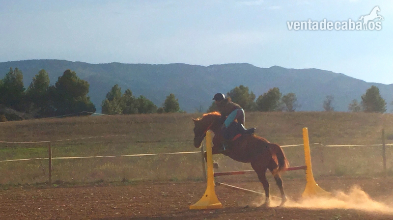 Caballo de salto, rutas y doma  - Westfaliano