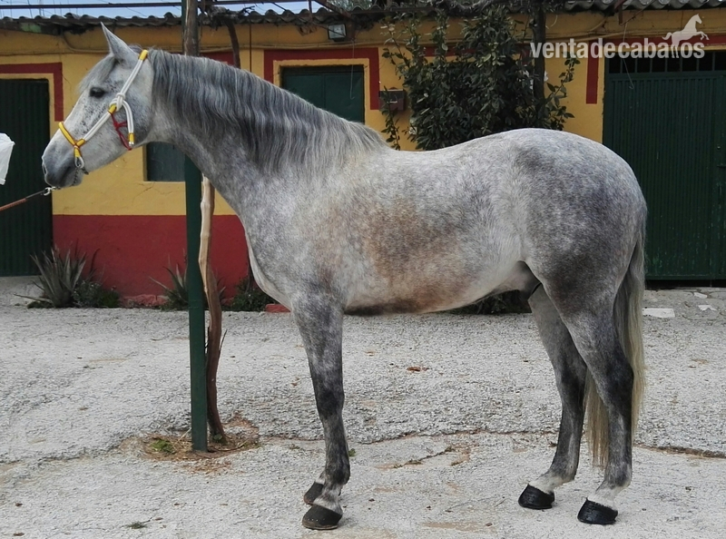 Pura Raza Española