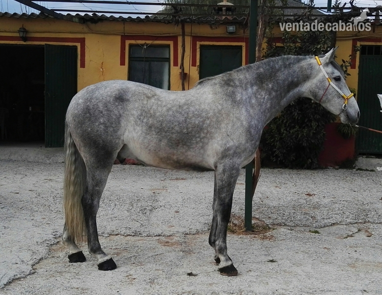 Caballos Capados Pura Raza Española - Ejemplar PRE capado