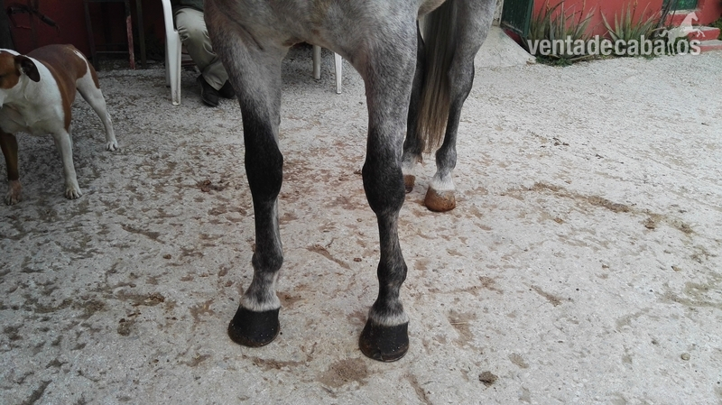 Ejemplar PRE capado - Caballos Capados Pura Raza Española