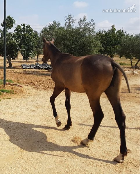 Caballo de Deporte Español (CDE)