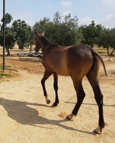 Caballo de Deporte Español (CDE)