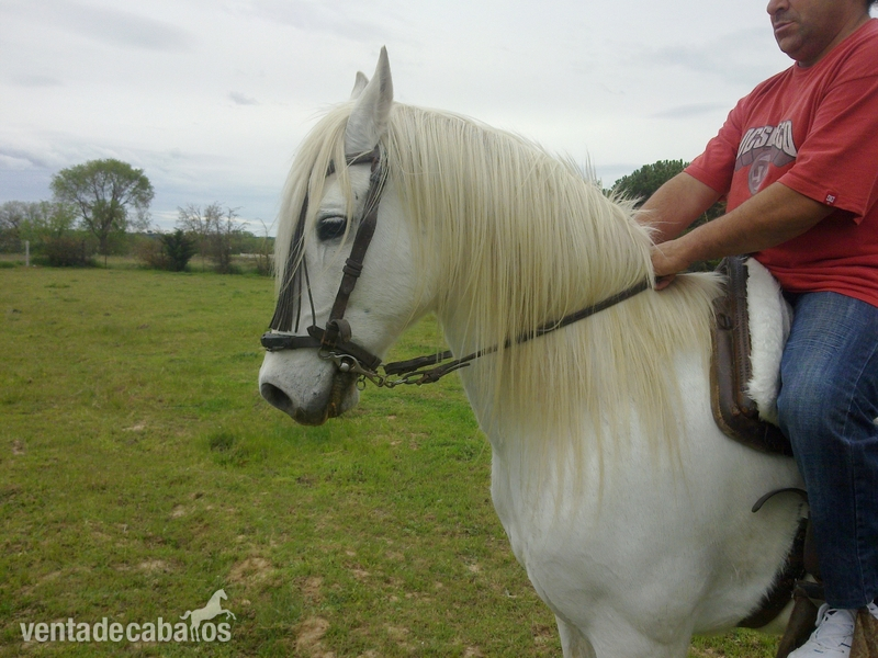 se vende caballo  in 