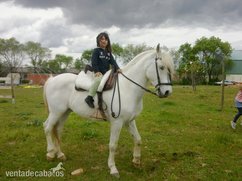 Hispano-Arabe