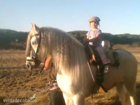 Caballo Hispano Árabe Hispano-Arabe - se vende caballo 