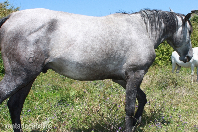 Lusitano