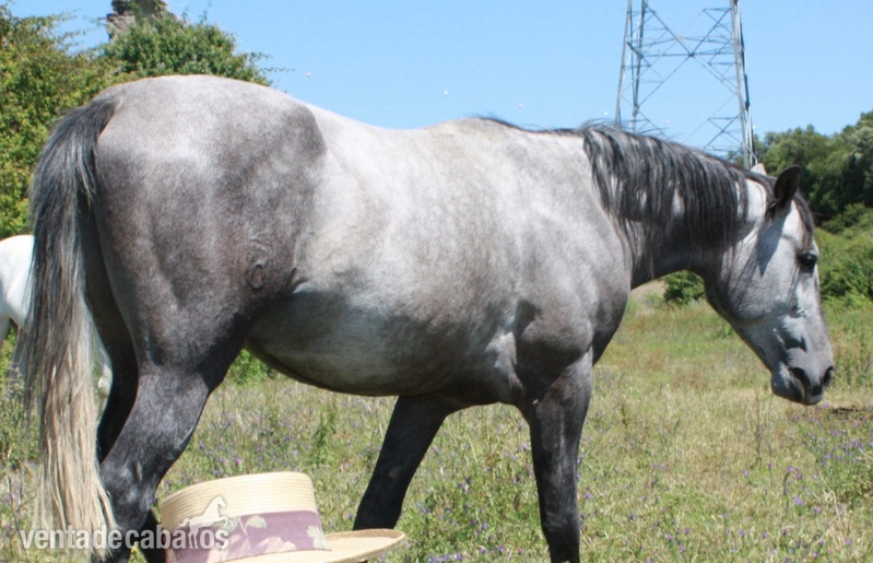 Lusitano {TYPE}