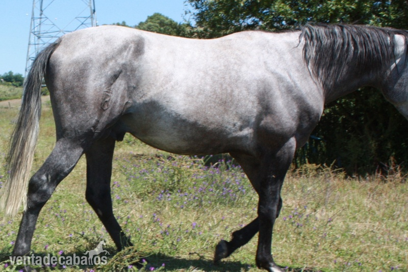 Potros Lusitano - Potro Puro Sangre Lusitano