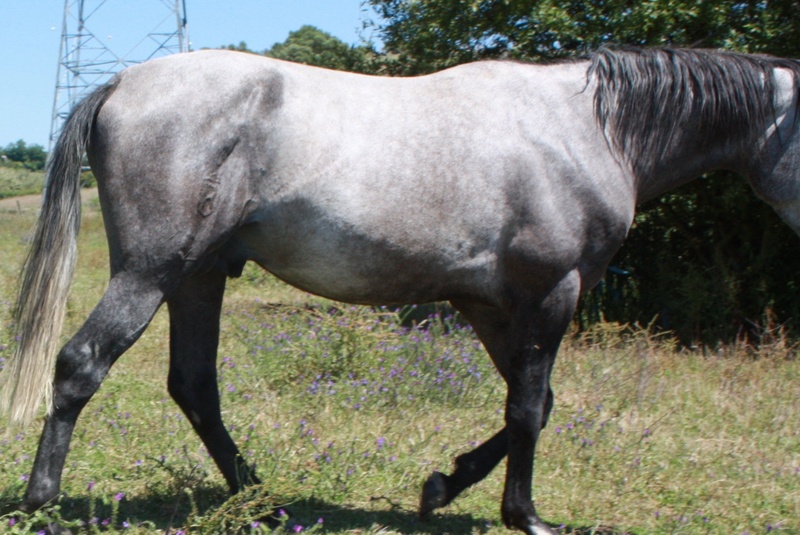 Potros Lusitano - Potro Puro Sangre Lusitano