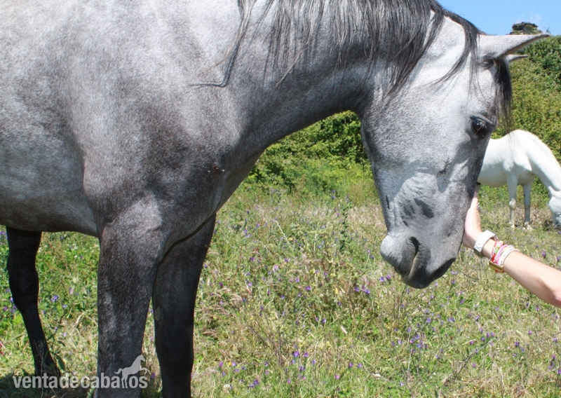 Potro Puro Sangre Lusitano - Potros Lusitano