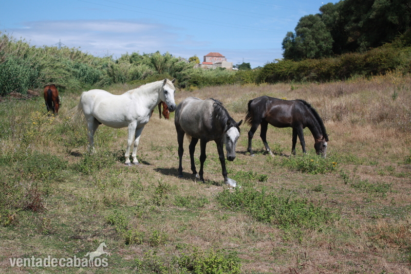 Potro Puro Sangre Lusitano - Lusitano