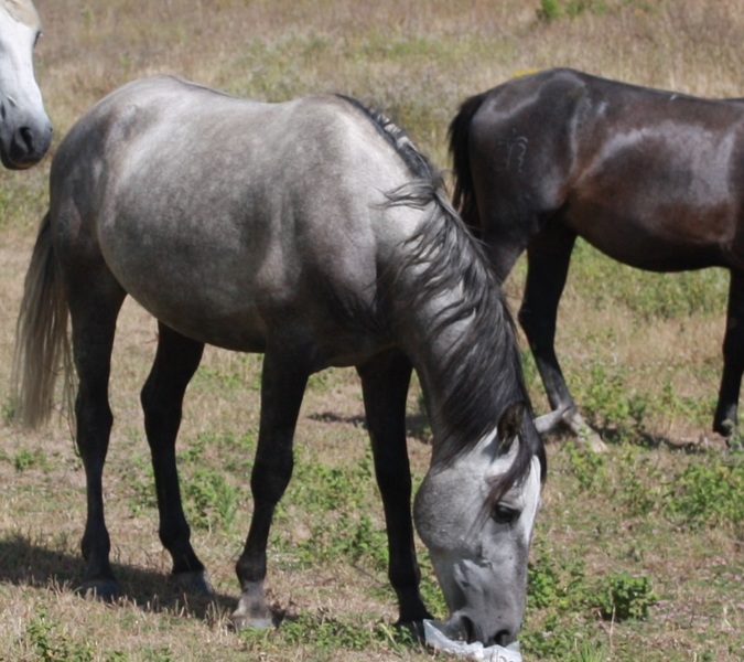 Potro Puro Sangre Lusitano - Potros