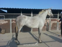 SE VENDEN DOS YEGUAS PRE DEL HIERRO DEL RASTRILLO in 