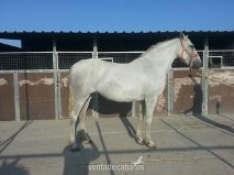 Pura Raza Española {TYPE}