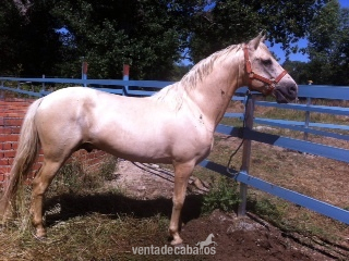 vENTA DE MAGNÍFICO CABALLO P.R.E. PALOMINO in 