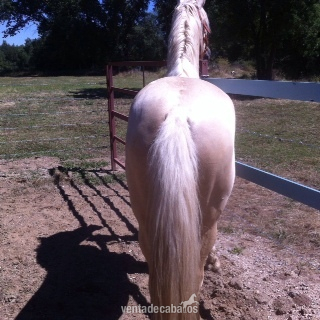 Caballos Pura Raza Española (P.R.E.) Pura Raza Española - vENTA DE MAGNÍFICO CABALLO P.R.E. PALOMINO