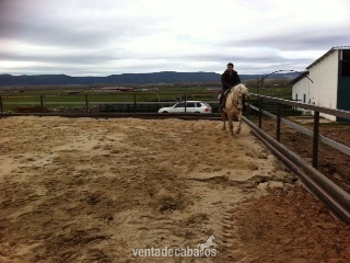 vENTA DE MAGNÍFICO CABALLO P.R.E. PALOMINO - Caballos Pura Raza Española (P.R.E.) Pura Raza Española