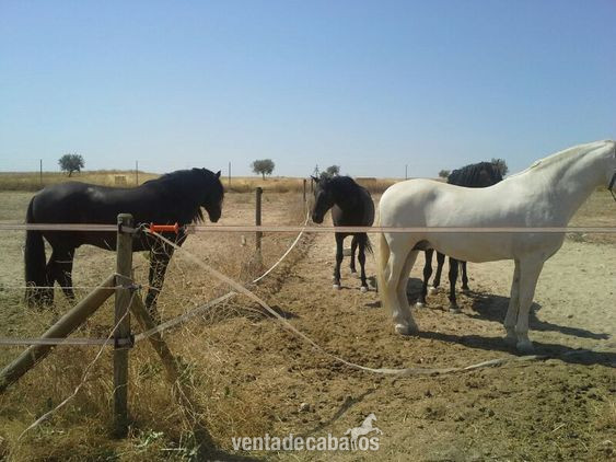 particular vende varios P.r.e montados nobles y muy  buenos origenes in 