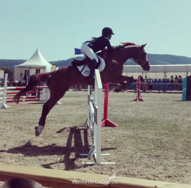 Caballo de salto in 