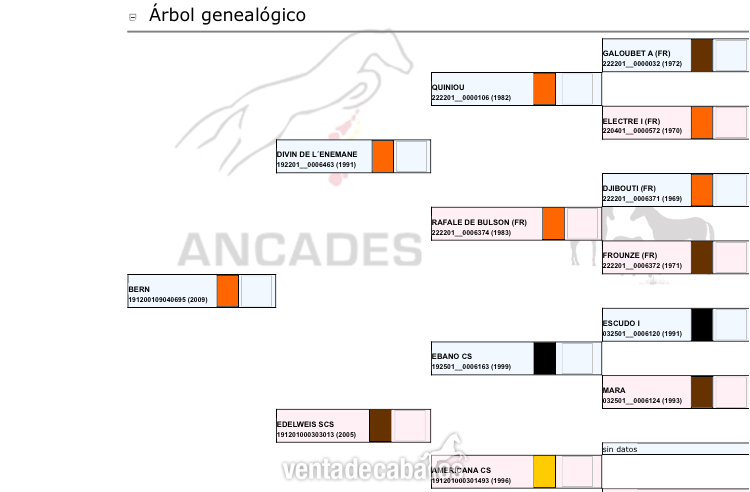 Caballo de Deporte Español (CDE)