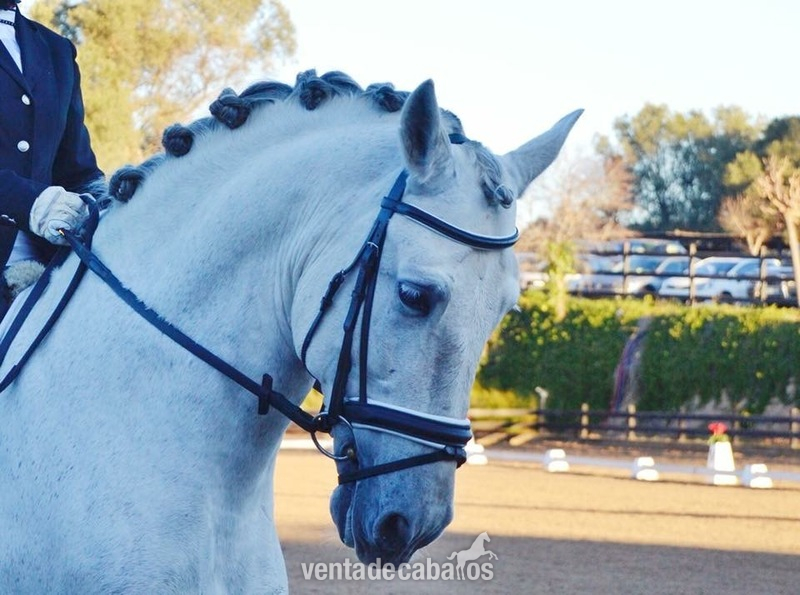 Caballo PRE entero in 