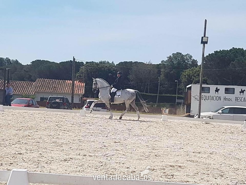 Caballos Pura Raza Española (P.R.E.) Pura Raza Española - Caballo PRE entero