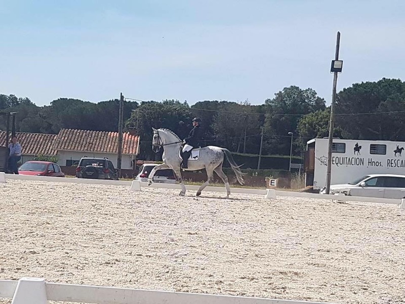 Caballos Pura Raza Española (P.R.E.) Pura Raza Española - Caballo PRE entero
