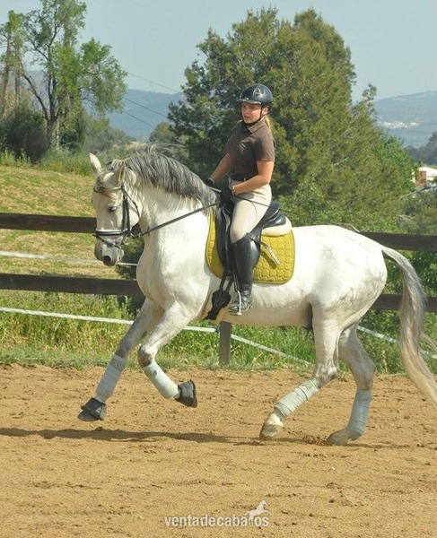 Caballo PRE entero - Caballos Pura Raza Española (P.R.E.) Pura Raza Española