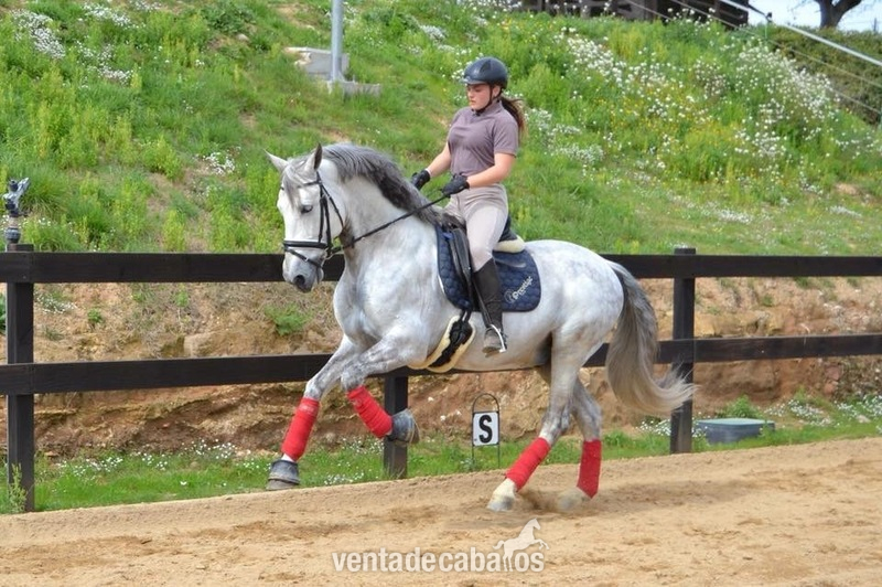 Caballo PRE entero - Pura Raza Española