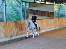 Caballo PRE entero