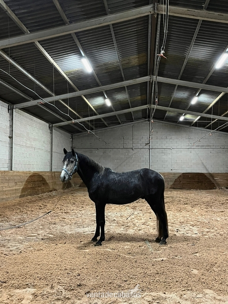 Caballo de Deporte Español (CDE)