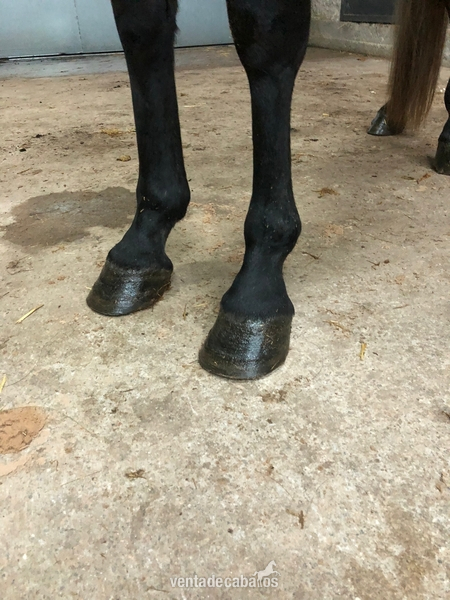 Caballo de Deporte Español (CDE) {TYPE}
